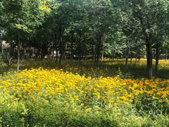 -大兴滨河森林公园