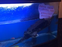 -东家小院金汤酸菜鱼(南阳路店)