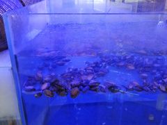 -小天鹅戴斯酒店鲸鲨百汇创作料理