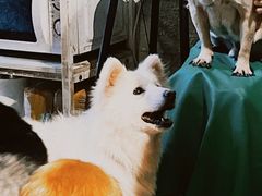 -萌喵咖啡屋(人民东路4号口M16商铺店)