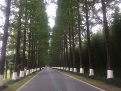 -黄海国家森林公园