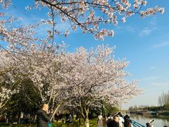 -高东镇樱花园