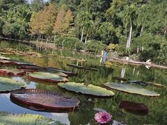 -中国科学院西双版纳热带植物园