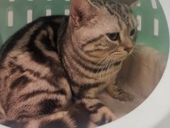 -宠福鑫康馨动物医院·骨科·眼科