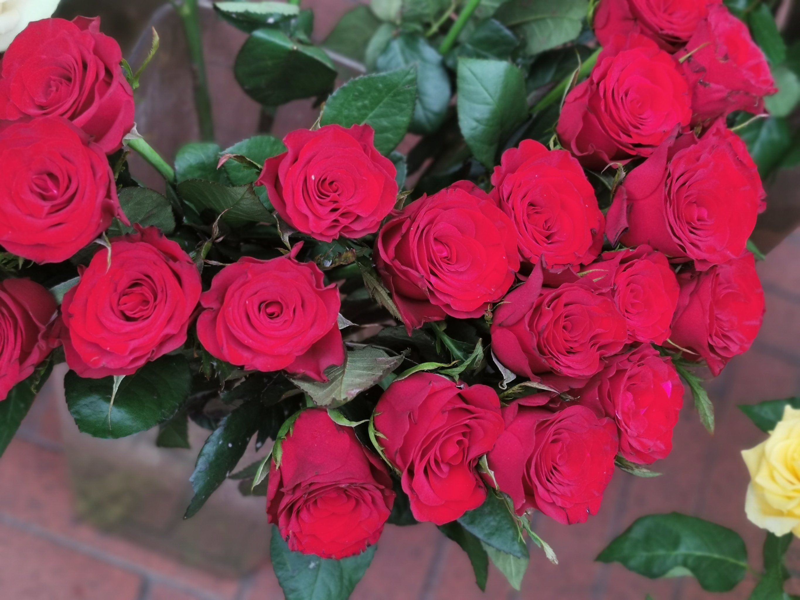 这束热烈的红玫瑰太吸引眼球