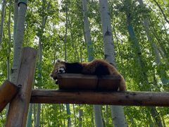 -北京野生动物园