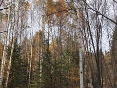 -汤旺河林海奇石景区