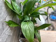 -宋益驴蹄子面肉夹馍(辛家庙店)