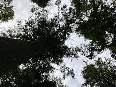 -东平国家森林公园