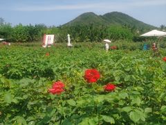 -亚龙湾国际玫瑰谷