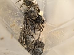 -前小桔亲子创意农场·草莓采摘·露营烧烤