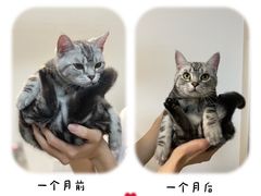 -lincat·猫舍(广州店)