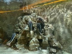 -东方巨龟苑景区