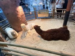 -Zoolung Zoolung动物主题公园(海信广场店)