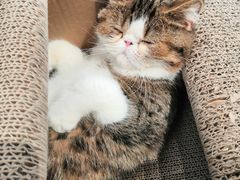 -瞄一喵猫咖(格力海岸店)