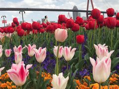 -丹东路渡口(轮渡站)