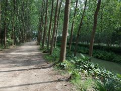 -合肥滨湖国家森林公园