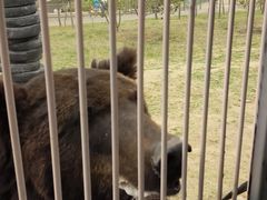 -鄂尔多斯野生动物园