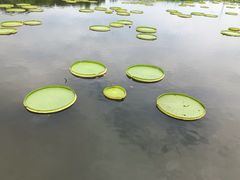 -荷塘月色湿地公园·向阳花洲