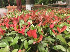 -眉山湿地公园(东坡区)