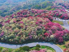 -贵州百里杜鹃风景名胜区