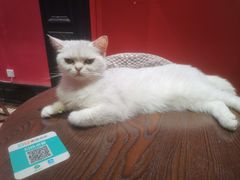 -猫色咖啡·猫咖