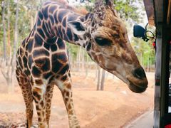 -清迈夜间动物园