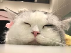 -怪兽屋·羊驼·猫咖·狗咖(俊华广场店)