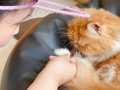 -飞行喵MR PILOT|猫舍·猫咖(静安大融城店)