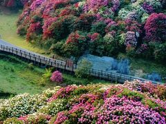 -贵州百里杜鹃风景名胜区