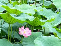 -咸阳湖景区-统一广场