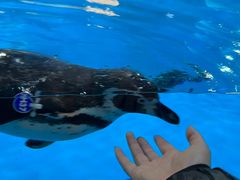 -海合安武汉极地海洋公园