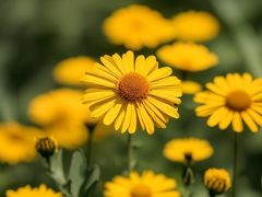 -中国科学院华南植物园
