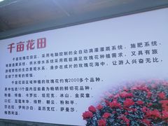 -亚龙湾国际玫瑰谷