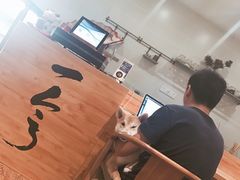 -柴务处·柴犬主题狗咖