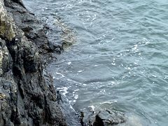 -北岐滩涂