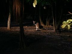 -清迈夜间动物园