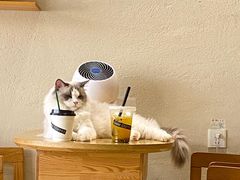 -藏猫猫咖啡主题馆(中央大道店)