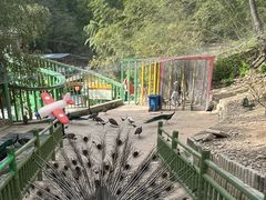 -栾川竹海野生动物园