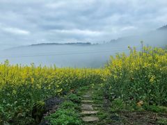-桑洲油菜花景区