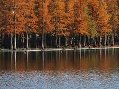 -白鹭湾湿地公园