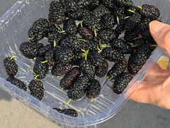 -龙门李家三旦羊肉汤馆