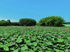 -东郊湿地公园