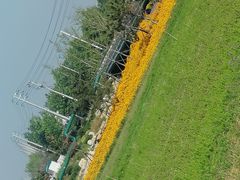 -羊亭河湿地公园