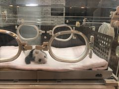大熊猫宝宝-成都大熊猫繁育研究基地
