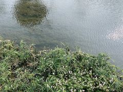 -羊山湖公园