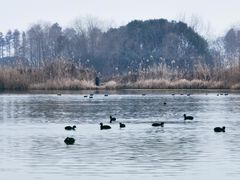 -贡湖湾湿地公园
