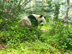 -泉州海丝野生动物世界