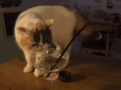 -平行世界·猫咖(首经贸店)