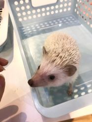 -Moni星球萌宠·小马宝莉·灵蛇·高端高阶全萌宠互动体验俱乐部(红豆国际广场店)